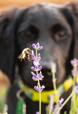 Bee on a flower with black dog in the background