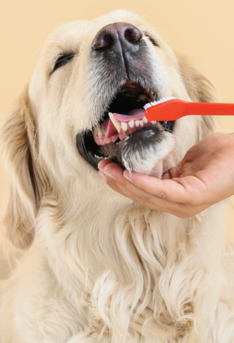 Golden retriever getting their teeth brushed