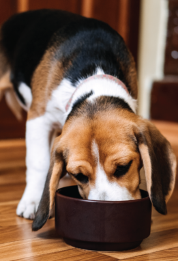 Beagle eating from a dog bowl