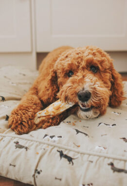 A dog happily chewing a No Hide Chew