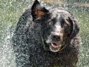Wet black dog