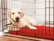 dog in crate