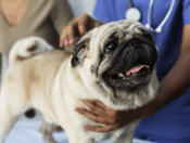 Pug with doctor
