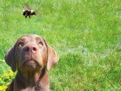 dog looking at bee