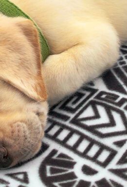 Yellow puppy lying on blanket