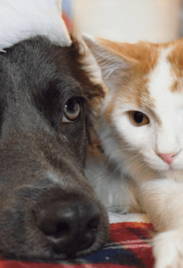 Dog and cat cuddling