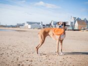 dog with frisbee on beach