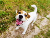 Happy brown and white dog