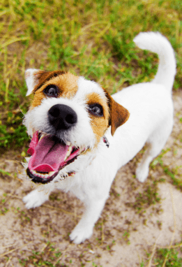 Happy brown and white dog