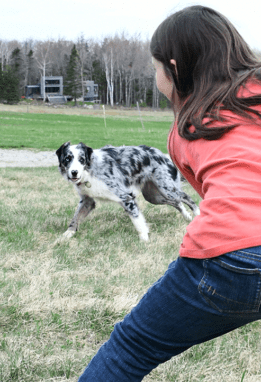 girl throwing ball for dog