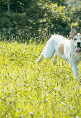 happy dog running in grass