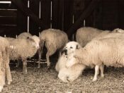 sheep dog with sheep