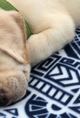 Happy puppy lying on blanket