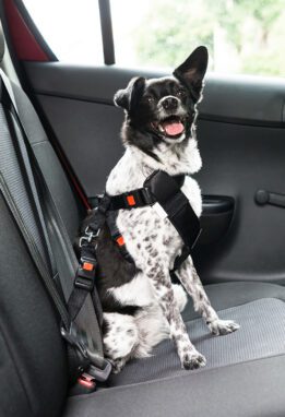 Dog Sitting in A Car