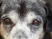 senior dog eyes