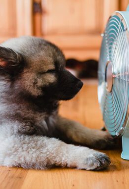 Dog getting cooled by fan