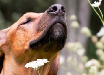 Dog with white flowers