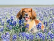 little dog in field of purple wildflowers