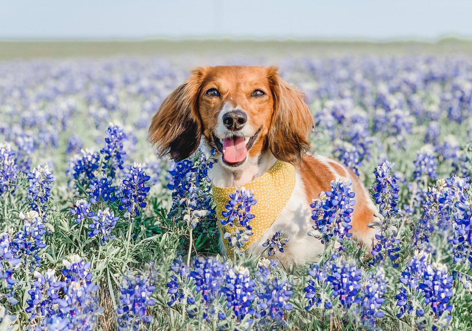 little dog in field of purple wildflowers