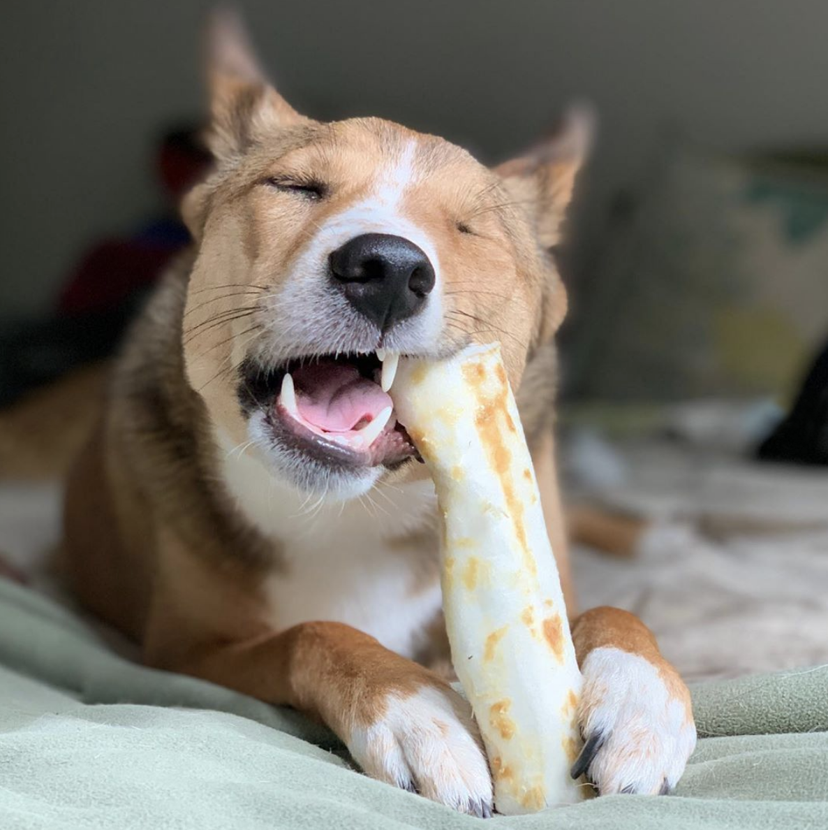 dog enjoying a No-Hide chew