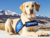 Guide Dog in mountains with vest