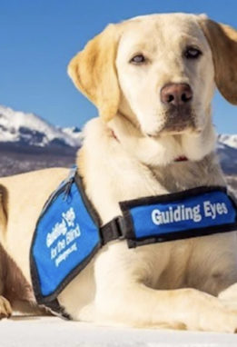 Guide Dog in mountains with vest
