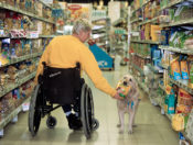 Invalid and physically disabled person in wheelchair shopping with Labrador mobility assistance dog in supermarket