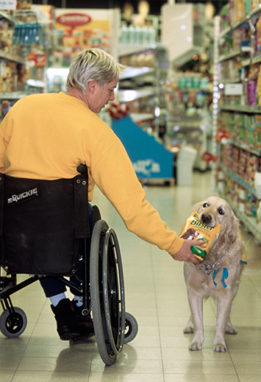 Invalid and physically disabled person in wheelchair shopping with Labrador mobility assistance dog in supermarket
