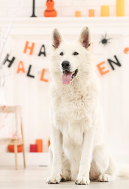 Dog on Halloween