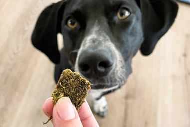 Dog with kelp