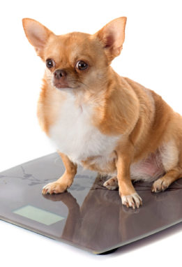 bathroom scales and fat chihuahua in front of white background