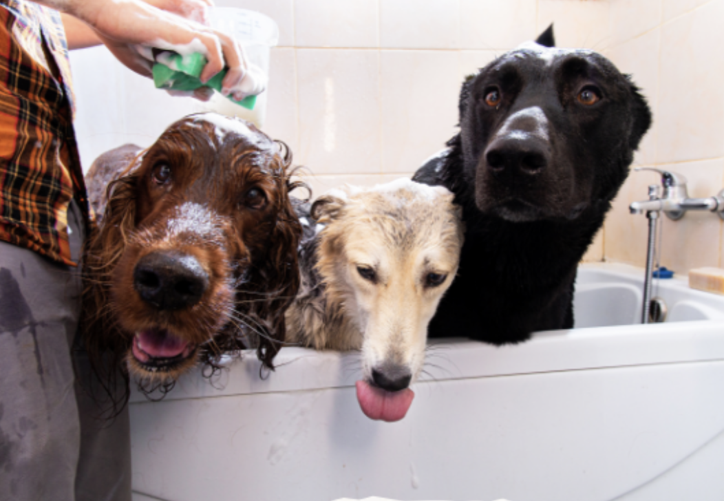 Three dogs being bathed with shampoo