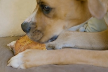 Dog with sweet potato