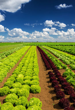 agricultural industry photo