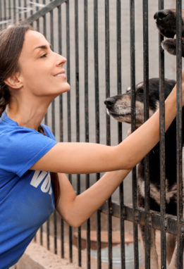 Female volunteer with shelter dogs