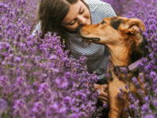Dog with human in purple flowers