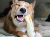 dog with no-hide chew