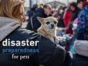 Disaster Preparedness for Pets
