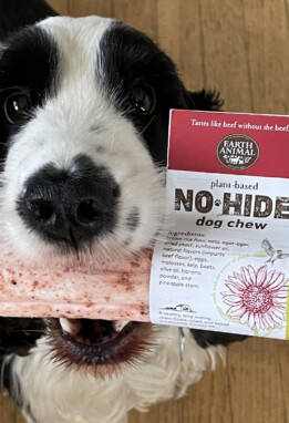 Dog with a plant-based No-Hide dog chew