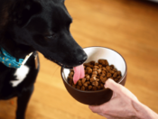 Dog eating Earth Animal Wisdom Air-Dried dog food