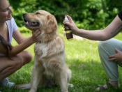 Golden retriever being pet by woman while another human sprays with Earth Animal Herbal Bug Spray