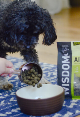 Food being poured into a bowl as dog awaits next to Wisdom Air-Dried bag