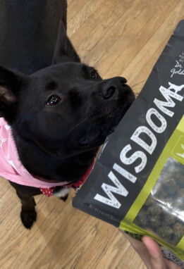 Black dog with bag of Wisdom Air-Dried From the Seed