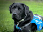 Black service dog sitting in grass