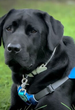 Black service dog sitting in grass