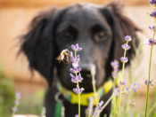 Bee on a flower with black dog in the background