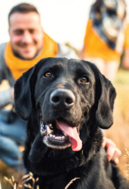 black dog in a field with family in background