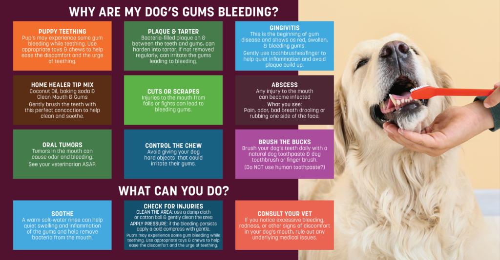 dog getting teeth brushed with suggestions for oral health