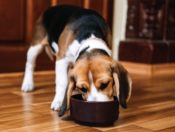 Beagle eating from a dog bowl